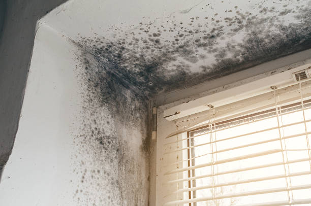 Trusted Attic Mold Removal service in Franklin, VA - Cheap Mold Removal