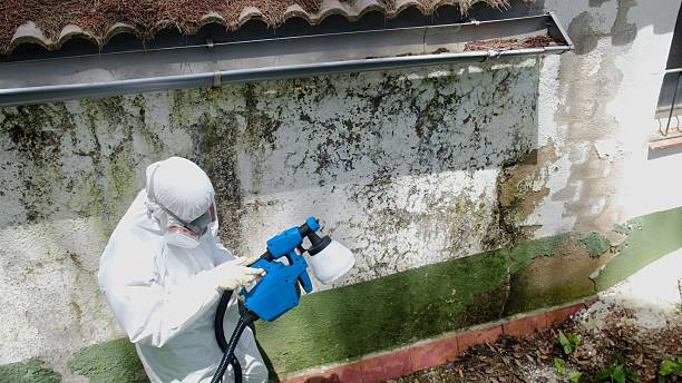 Top rated local Basement Mold Removal specialists in Franklin, VA